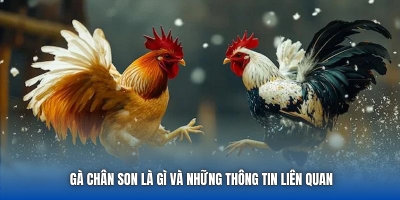 Gà chân son là gì và những thông tin liên quan