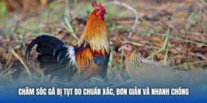 Chăm Sóc Gà Bị Tụt Bo Chuẩn Xác, Đơn Giản Và Nhanh Chóng