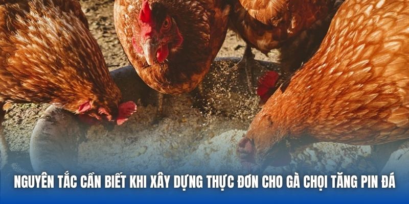 Nguyên tắc cần biết khi xây dựng thực đơn cho gà chọi tăng pin đá
